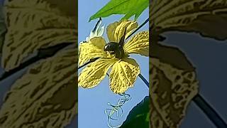 Humble bee on my LoofahGourd creeper humblebee loofahgourd creeper [upl. by Fraze192]