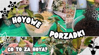 Hoyowe porządki cz 1 👩‍🌾 sadzę przesadzam rozsadzam 🍀 Pomocy co to za hoya 🤔 [upl. by Rimat899]