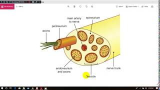 Degeneration amp Regeneration of nerve fibers [upl. by Anirtek]