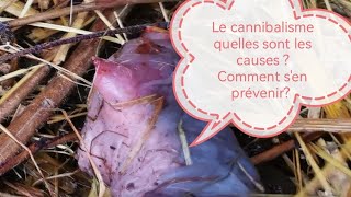 Cannibalisme chez les lapines quelles sont les causes  lapinautonomieresiliencelapine [upl. by Doss]