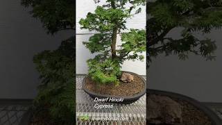 Dwarf Hinoki Cypress Specimen Bonsai Tree [upl. by Ttenneb]