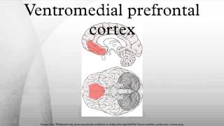 Ventromedial prefrontal cortex [upl. by Mclaughlin]