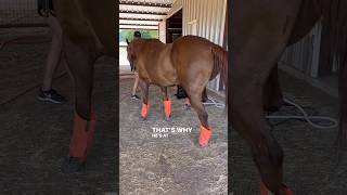 STRINGHALT SEVERE CASE HELPING THIS HORSE WITH PEMF horsecare equinebodywork [upl. by Ahearn]