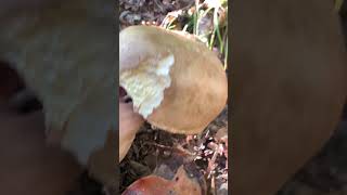 Foraging Porcini mushrooms🍄‍🟫 shorts country funghi porcini mushroom nature abruzzo [upl. by Seigler]