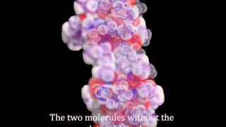 Actinomycin D intercalation in to duplex DNA [upl. by Novahs]