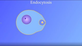 Endocytosis featuring a real amoeba and white blood cell [upl. by Okomot]