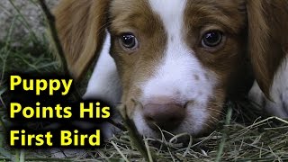 Brittany Spaniel Puppy Pointing His First Bird [upl. by Niamrahc]