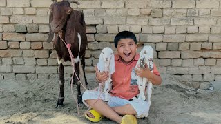 ALHAMDULILLAH mini zoo me bakri k babies or bakri le aye 😱  Ali kush ho gaya 🥰 [upl. by Ansaev522]