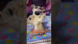 Bushbaby ドット上手にできまシュshots ブッシュベイビー おさるさん bushbaby ショウガラゴ [upl. by Cly]