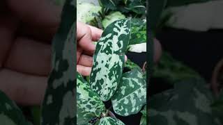 Aglaonema Pictum Tricolor [upl. by Ovatsug]