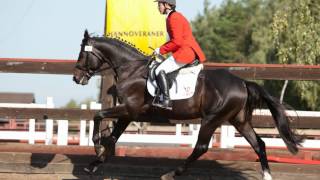 Dbay hanoverian gelding Wolwer by World Diamond O out of Walensa by Lesken xx 2008 YOB [upl. by Nivan866]