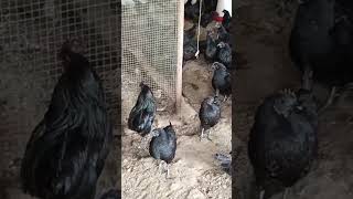 kadaknath poultry kadaknathpoultryfarming ytshorts [upl. by Alfonzo]