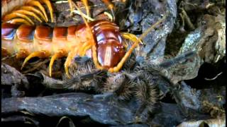 Tarantulas And Their Venomous Relations [upl. by Lambrecht680]