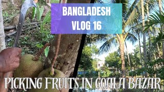 Picking fruits in Goala Bazar  Bangladesh Vlog 16  Sylhet [upl. by Senalda658]