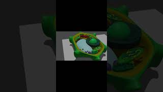 vacuole in plant cell biology animation vacuole [upl. by Nonnag]