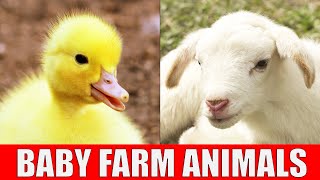 BABY FARM ANIMALS  Names of Animal Babies at the Farm in English [upl. by Rhodie]