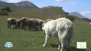 MaremmaAbruzzi Sheepdog Italian Pride ENG TRAILER HD 720p [upl. by Almita344]