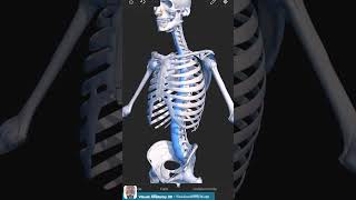 Visual Anatomy 3D  Facts about the Anterior Longitudinal Ligament Ligamental System [upl. by Mell]