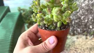 Propagating a succulent Delosperma echinatum quotPickle Plantquot 👍🌱💐 [upl. by Xella]