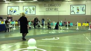 Emma Schipperke conformation show port alberni 2011 096MOV [upl. by Taam]