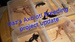 Dazs Axolotl Breeding project update breedingaxolotl [upl. by Cherice]