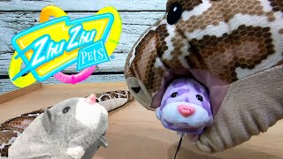 Zhu Zhu Pets Get Eaten by Boa the Constrictor Snake [upl. by Suzanna774]