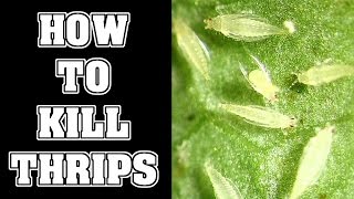 How To Get Rid Of Thrips Pests In Your Garden [upl. by Ahtelat401]