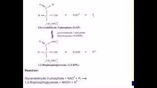 Mechanism of GAPDH [upl. by Nitsyrc356]