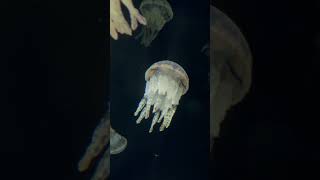 White spotted jellyfish floating in the aquarium Phyllorhiza punctata jellyfish aqurium [upl. by Perren57]