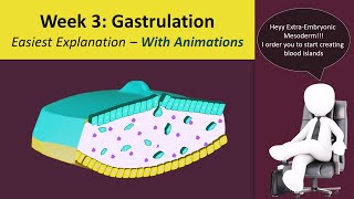 Gastrulation  Human Embryology  3rd Week Animated  MedicoVisual [upl. by Lerred489]