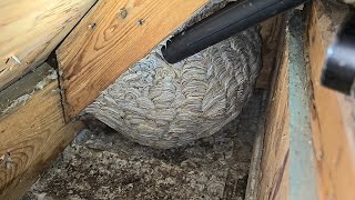 Removing 2 Yellow Jacket and Hornet Nests SWARMED AND STUNG Wasp Nest Removals [upl. by Arnaud193]