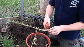 Planting Horseradish  Straight to the Point [upl. by Esme]