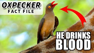 Oxpecker Facts they drink BLOOD  Animal Fact Files [upl. by Suiravaj]