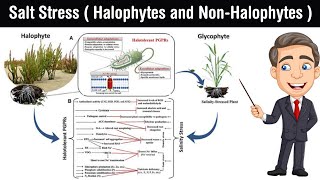 Salt Stress  halophytes and nonhalophytes  salinity of soil in Hindi [upl. by Lonny]