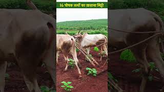 फसल के अच्छे विकास के लिए ज़रूरी मिट्टी के ये पोषक तत्व  Soil Nutrients  shorts [upl. by Etnwahs863]