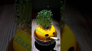 Chia Pet TimeLapse From Seed to Plant ntlapse chiapet chiaseed seedtoplant timelapsetrees [upl. by Edora]