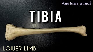 TIBIA  Lower Limb  Side Determination and Features [upl. by Ailima]