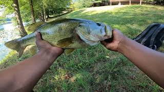 Booyah Poppin Pad Crasher  Frog Fishing [upl. by Ecnerrot]