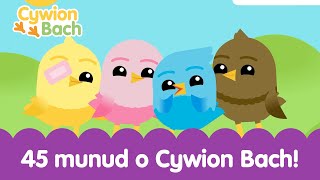 45 Munud o Cywion Bach  45 minutes Welsh Baby Songs Learning [upl. by Letsirhc48]