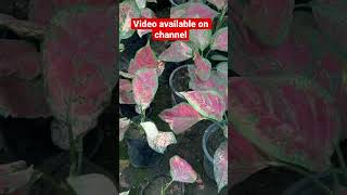 How to propagate Aglaonema  UNTOLD Aglaonema plant Care TIPS [upl. by Mischa]