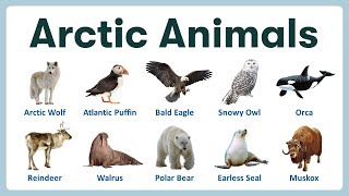 Arctic Animals in English  List of Arctic Animals with Pronunciations and Pictures [upl. by Madea]