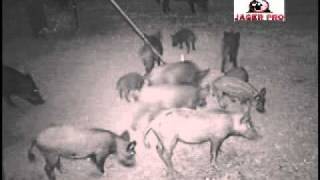 Hog Trapping  5 1616 Feral Hog Capture  JAGER PRO™ [upl. by Zurn]