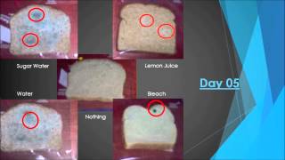 Moldy Bread Experiment Final JL 418 [upl. by Alathia]