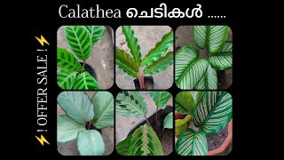 Calathea Offer Sale Video 🌸  Mariya Gardens 🌺  Watch Till The End ✨ [upl. by Esital]