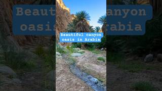 Did the Israelites camp here Beautiful canyon oasis Saudis say the Jews walked here mountsinai [upl. by Canon]