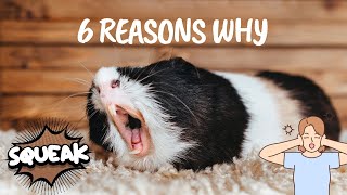 6 Reasons Why Do Guinea Pigs Squeak  Guinea Pigs Squeaking  Understanding Guinea Pig Noises [upl. by Sublett]