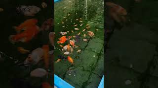 jual ikan koki oranda short tail dan ranchu wa  0817213236 goldfishindonesia goldfish petfish [upl. by Aseel447]