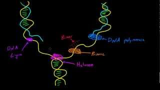 Biology Lecture  45  DNA Replication [upl. by Divadnoj]