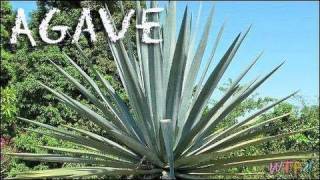 What Is Agave How to Use Agave Agave Sweet Tea Recipe [upl. by Ettegroeg913]