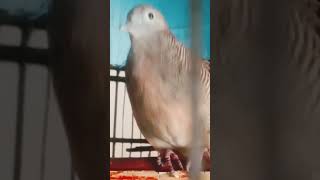 the local turtledove gacor sounds big King of allure [upl. by Jamnes]